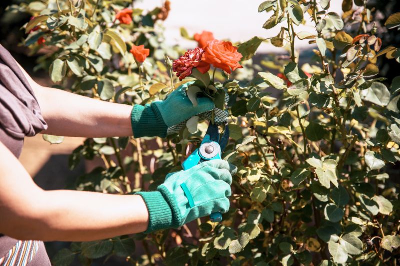 Garden Pruning