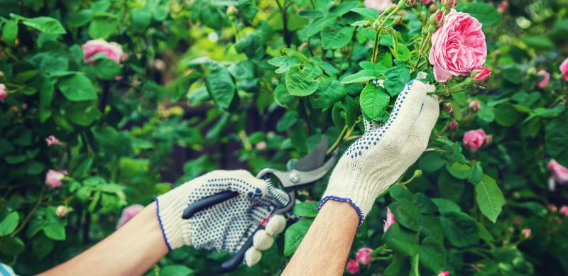 Garden Pruning