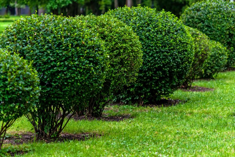 Trimmed and Shaped Shrubs