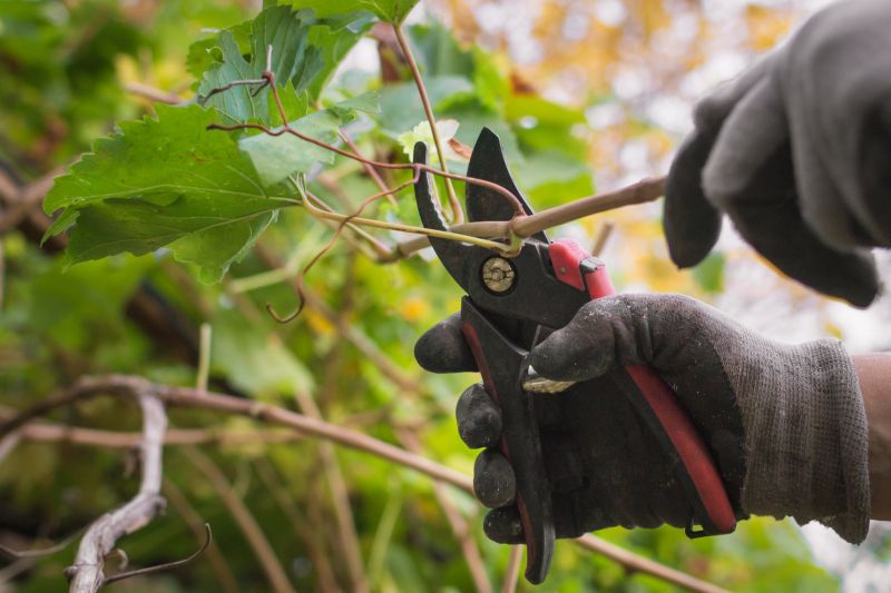 Pruning Equipment