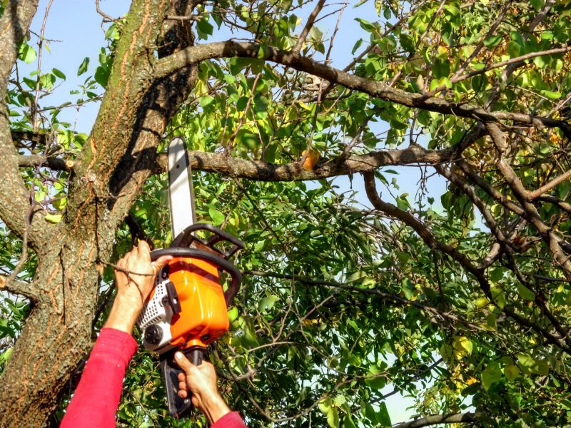Chainsaws for Heavy Branches