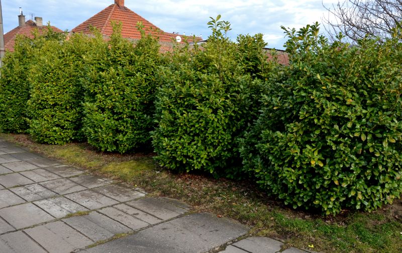 Shrubs Along a Pathway